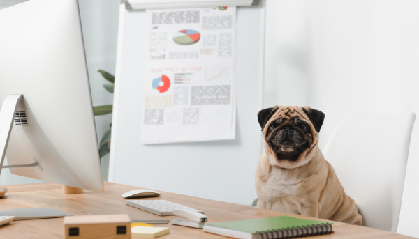 Credit Scores Unveiled - How They Work and Ways to Improve Yours